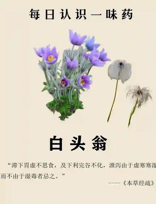 有没有一种外烟叫白头翁(有没有一种外烟叫白头翁烟)
